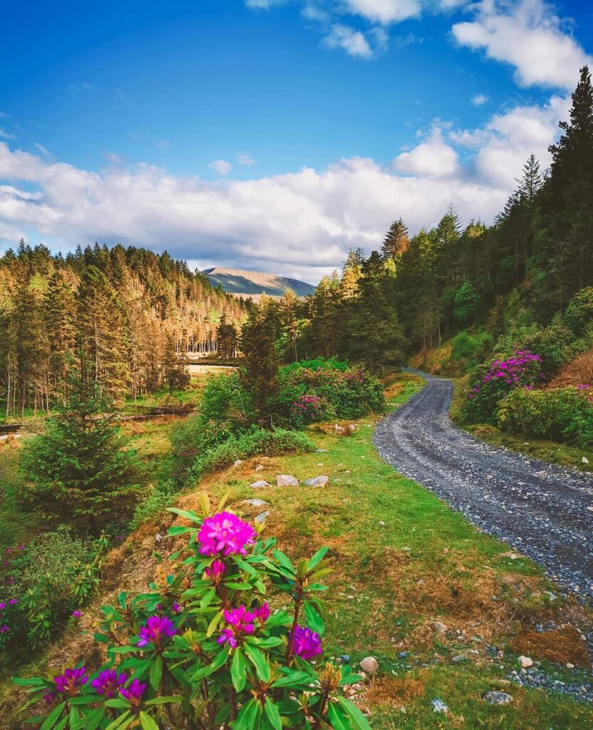Scenic Trail Amidst Vibrant Rhododendrons in Ballycroy National Park, Ireland
