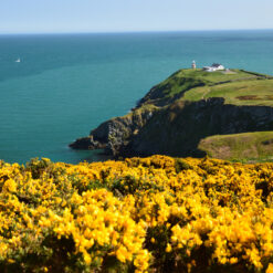 Howth Cliff Walk with vibrant yellow gorse flowers framing the scenic view of the Baily Lighthouse perched on a dramatic cliff, overlooking the expansive blue waters of the Irish Sea