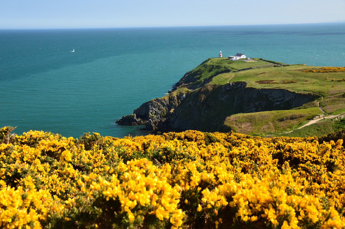 Howth Cliff Walk with vibrant yellow gorse flowers framing the scenic view of the Baily Lighthouse perched on a dramatic cliff, overlooking the expansive blue waters of the Irish Sea