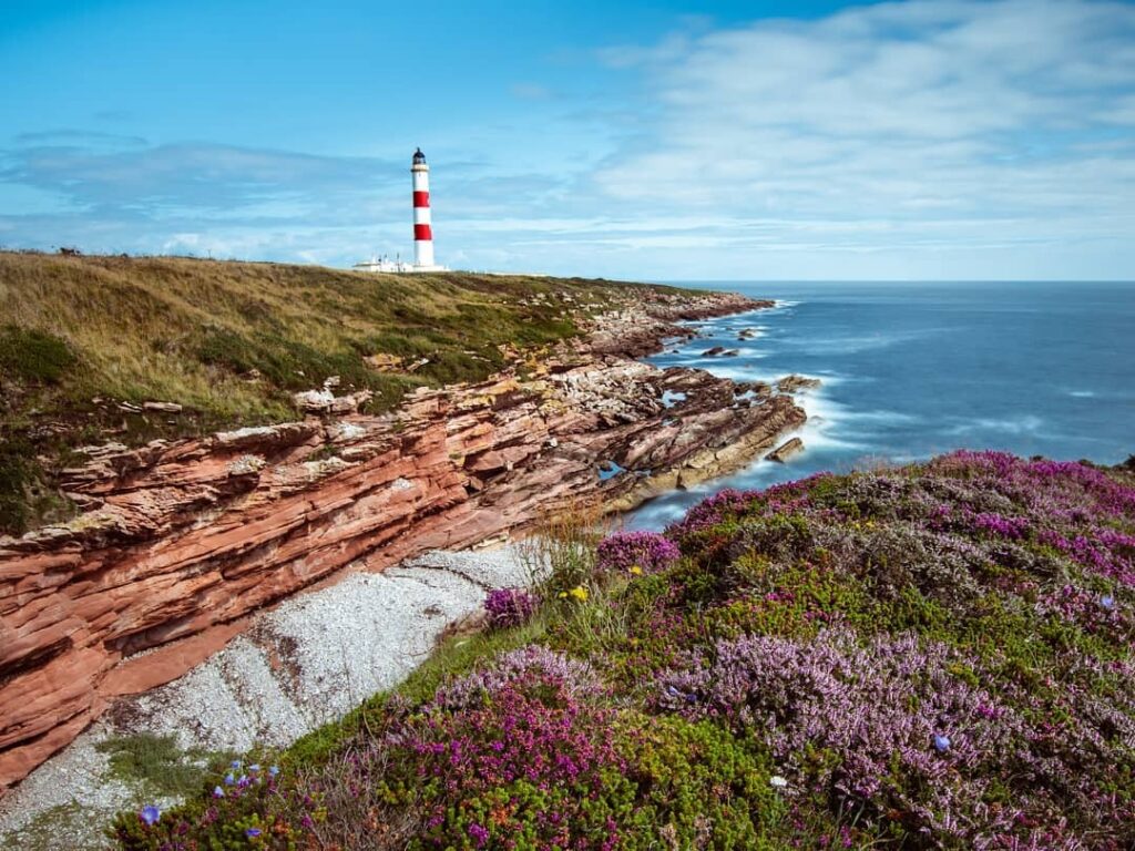 Tarbat Ness Lighthouse overlooking the rocky coastline and vibrant heather along the North Coast 500 Scotland under a bright blue sky.
