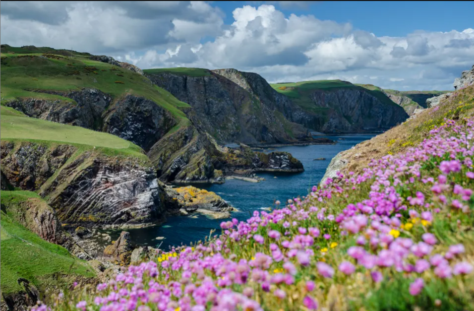 Vibrant wildflowers in the foreground with dramatic coastal cliffs and clear blue water.