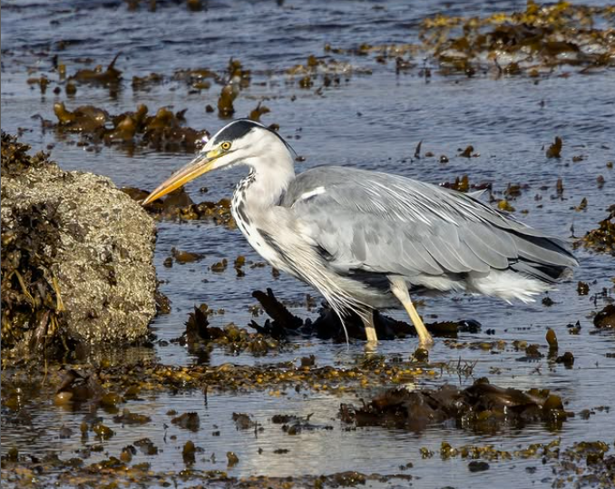 A grey heron wading in shallow water surrounded by seaweed, searching for food at seashore.