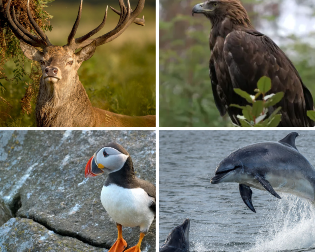 Collage featuring a red deer, a golden eagle, a puffin, and a dolphin, showcasing diverse wildlife in their natural habitats.