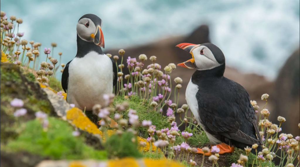 Two puffins perched on the Cliffs of Moher, surrounded by vibrant flowers, with the ocean in the background. One puffin is calling out while the other looks calmly ahead.