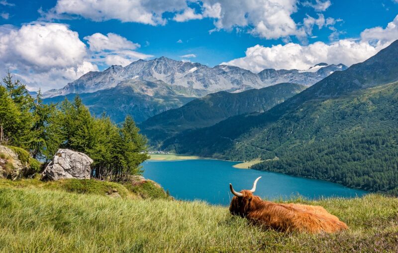 A serene lake with lush greenery, mountains, and a Highland cow in the foreground.